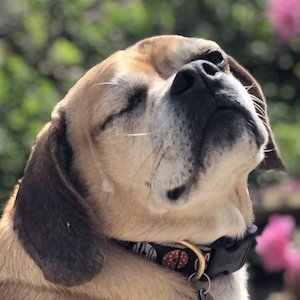 One-Eyed Puggle