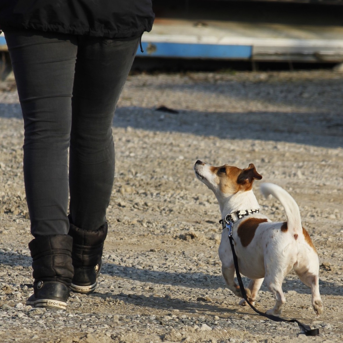 legs of a person walking next to a jack russell terrier looking up at them